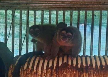 PETA applauds GOP lawmakers’ demand to halt NIH funding for ‘cruel’ overseas animal testing